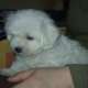 Bichon Frise